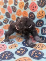Sofie, a female Miniature Schnauzer for sale in Canton, TX – 7 of 9