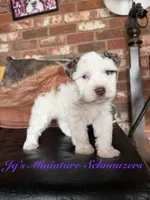 Tori, a female Miniature Schnauzer for sale in Canton, TX – 5 of 9