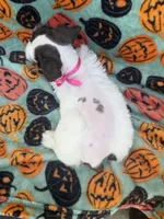 Pinkie Pie, a female Miniature Schnauzer for sale in Canton, TX – 10 of 10