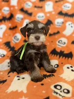Gus, a male Miniature Schnauzer for sale in Canton, TX – 5 of 8