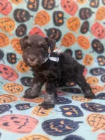 Sofie, a female Miniature Schnauzer for sale in Canton, TX – 5 of 9