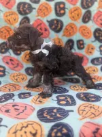 Sofie, a female Miniature Schnauzer for sale in Canton, TX – 2 of 9