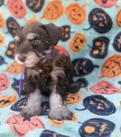 Posie, a female Miniature Schnauzer for sale in Canton, TX – 6 of 9