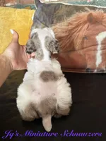 Tori, a female Miniature Schnauzer for sale in Canton, TX – 6 of 9