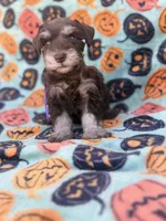 Posie, a female Miniature Schnauzer for sale in Canton, TX – 3 of 9