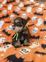 Gus, a male Miniature Schnauzer for sale in Canton, TX – 4 of 8