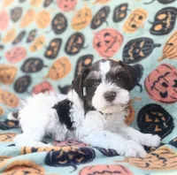 Axel , a male Miniature Schnauzer for sale in Canton, TX – 8 of 9