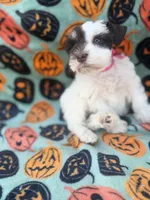 Pinkie Pie, a female Miniature Schnauzer for sale in Canton, TX – 7 of 10