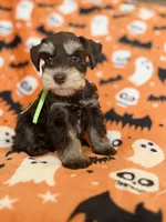 Gus, a male Miniature Schnauzer for sale in Canton, TX – 8 of 8