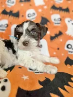 Axel , a male Miniature Schnauzer for sale in Canton, TX – 6 of 9