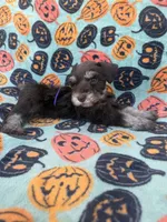 Posie, a female Miniature Schnauzer for sale in Canton, TX – 8 of 9