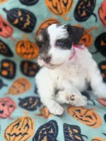 Pinkie Pie, a female Miniature Schnauzer for sale in Canton, TX – 8 of 10