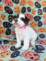Pinkie Pie, a female Miniature Schnauzer for sale in Canton, TX – 2 of 10