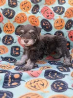 Posie, a female Miniature Schnauzer for sale in Canton, TX – 9 of 9
