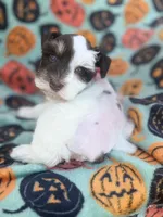 Pinkie Pie, a female Miniature Schnauzer for sale in Canton, TX – 5 of 10