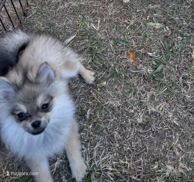 Sam – Pomeranian puppy for sale in Tallulah, LA