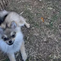 Sam, a male Pomeranian for sale in Tallulah, LA – Photo 1 of 3