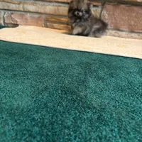 Sam, a male Pomeranian for sale in Tallulah, LA – Photo 2 of 3