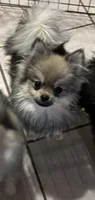 Sam, a male Pomeranian for sale in Tallulah, LA – Photo 3 of 3