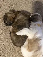 Eve , a female Bichon Frise and Shih Tzu for sale in Paoli, OK – Photo 9 of 9