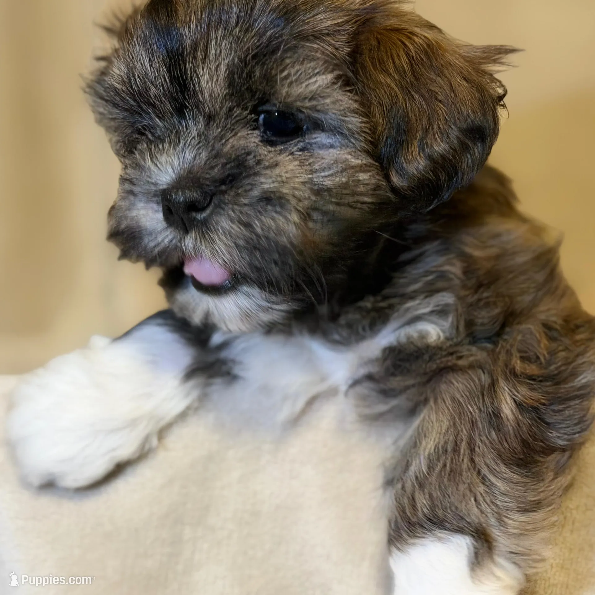 Eve , a female Bichon Frise and Shih Tzu for sale in Paoli, OK – Photo 1 of 9