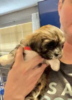 Eve , a female Bichon Frise and Shih Tzu for sale in Paoli, OK – Photo 4 of 9