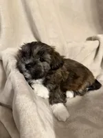 Eve , a female Bichon Frise and Shih Tzu for sale in Paoli, OK – Photo 6 of 9