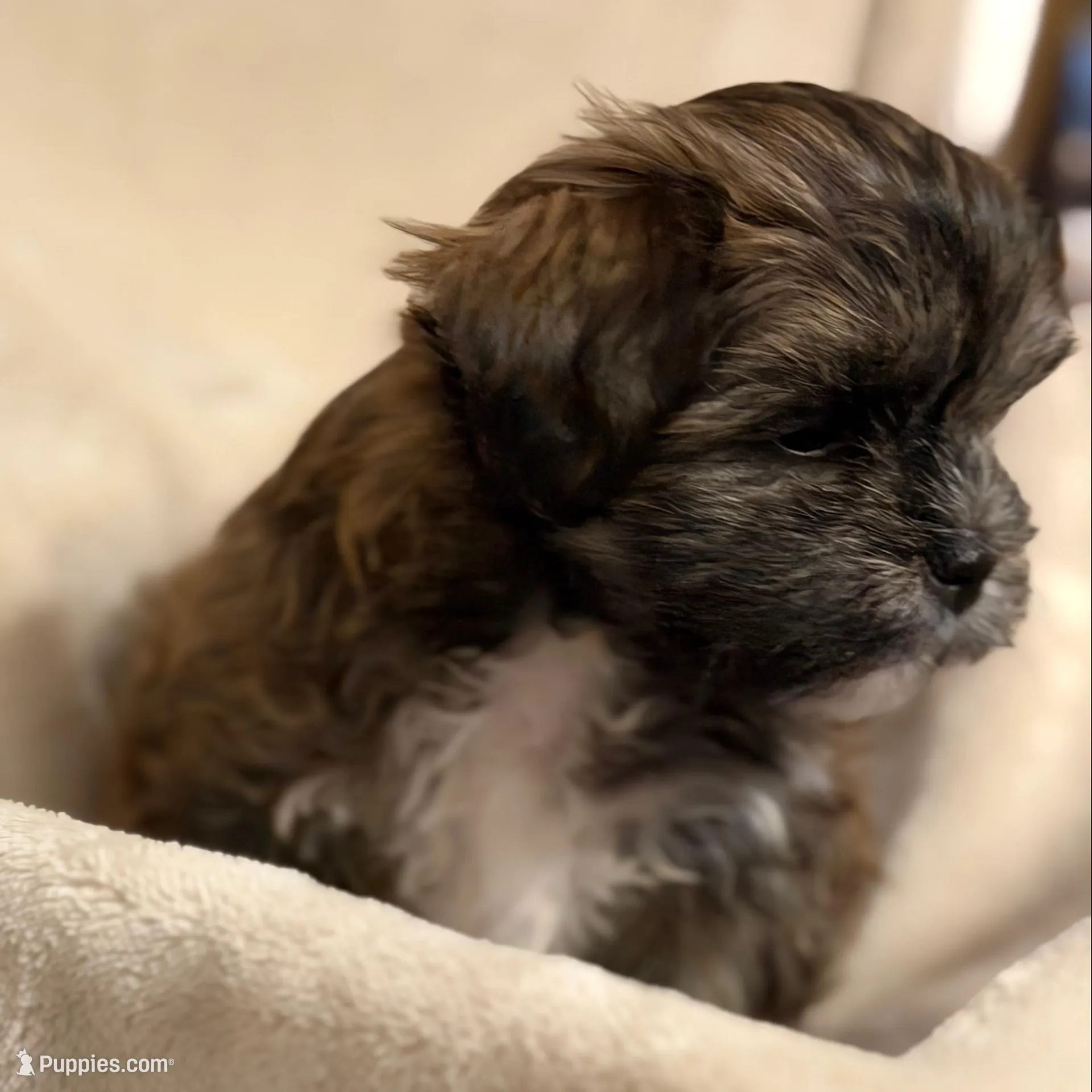 Eve , a female Bichon Frise and Shih Tzu for sale in Paoli, OK – Photo 5 of 9