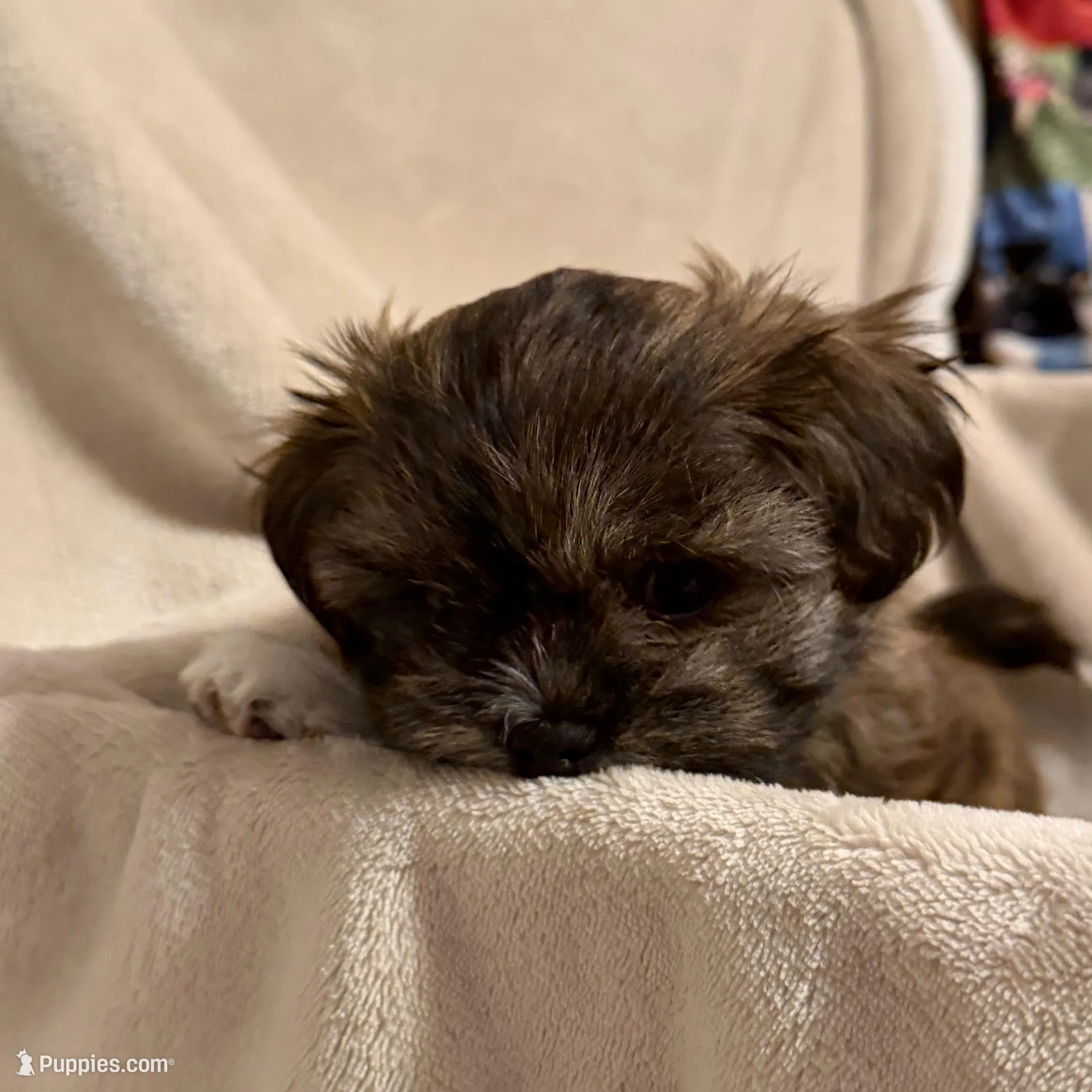 Eve , a female Bichon Frise and Shih Tzu for sale in Paoli, OK – Photo 3 of 9