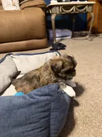 Eve , a female Bichon Frise and Shih Tzu for sale in Paoli, OK – Photo 7 of 9