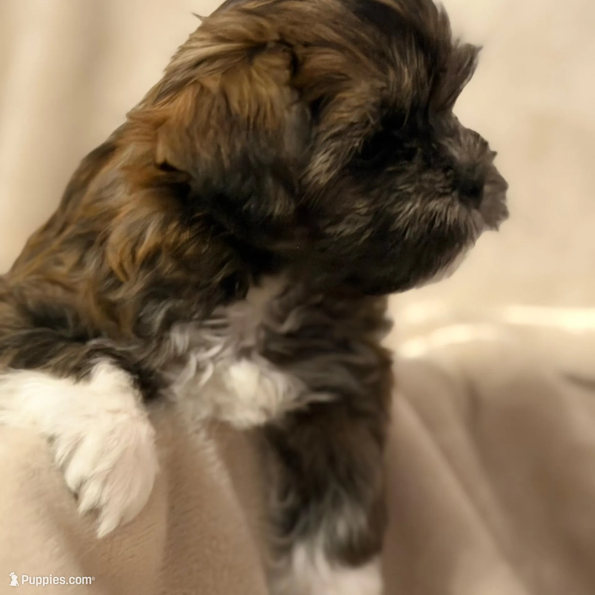 Eve , a female Bichon Frise and Shih Tzu for sale in Paoli, OK – Photo 2 of 9