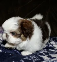 Snoopy, a male Shih Tzu for sale in Tracy, CA – Photo 5 of 8
