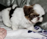 Snoopy, a male Shih Tzu for sale in Tracy, CA – Photo 8 of 8