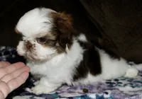 Snoopy, a male Shih Tzu for sale in Tracy, CA – Photo 6 of 8