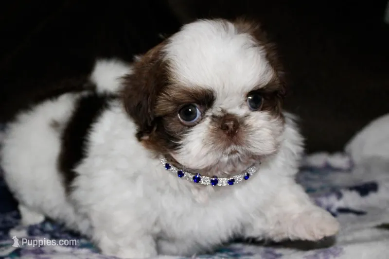 Snoopy – Shih Tzu puppy for sale in Tracy, CA