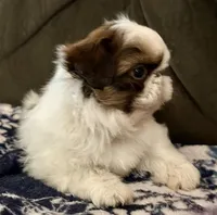 Snoopy, a male Shih Tzu for sale in Tracy, CA – Photo 2 of 8