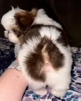 Snoopy, a male Shih Tzu for sale in Tracy, CA – Photo 7 of 8