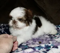 Snoopy, a male Shih Tzu for sale in Tracy, CA – Photo 3 of 8