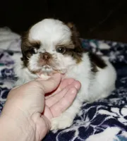 Snoopy, a male Shih Tzu for sale in Tracy, CA – Photo 4 of 8