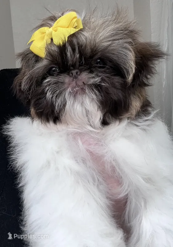 Trinket  – Shih Tzu puppy for sale in Tracy, CA