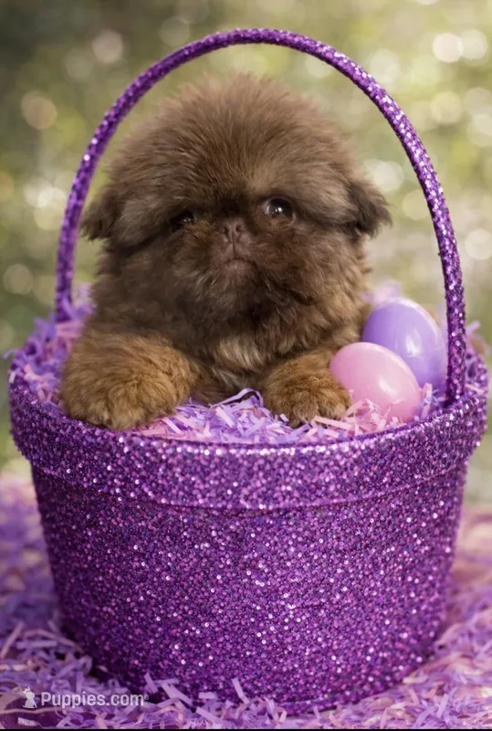 Penny – Shih Tzu puppy for sale in Tracy, CA