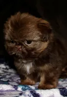 Penny, a female Shih Tzu for sale in Tracy, CA – Photo 4 of 9