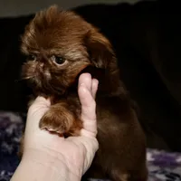 Penny, a female Shih Tzu for sale in Tracy, CA – Photo 8 of 9