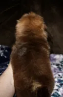 Penny, a female Shih Tzu for sale in Tracy, CA – Photo 2 of 9