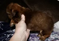 Penny, a female Shih Tzu for sale in Tracy, CA – Photo 3 of 9