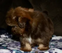 Penny, a female Shih Tzu for sale in Tracy, CA – Photo 5 of 9