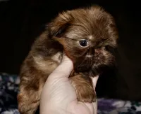 Penny, a female Shih Tzu for sale in Tracy, CA – Photo 9 of 9