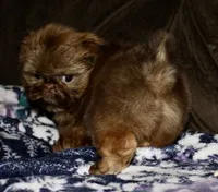 Penny, a female Shih Tzu for sale in Tracy, CA – Photo 6 of 9