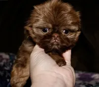 Penny, a female Shih Tzu for sale in Tracy, CA – Photo 7 of 9