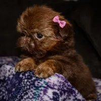 Penny, a female Shih Tzu for sale in Tracy, CA – Photo 1 of 9